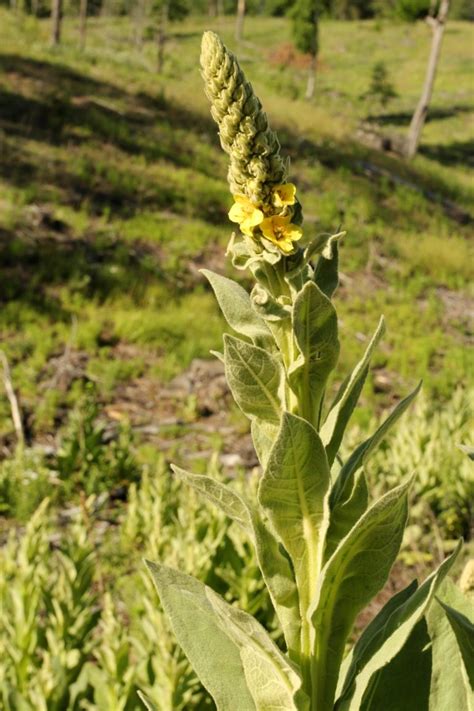 Mullein Leaves Near Me